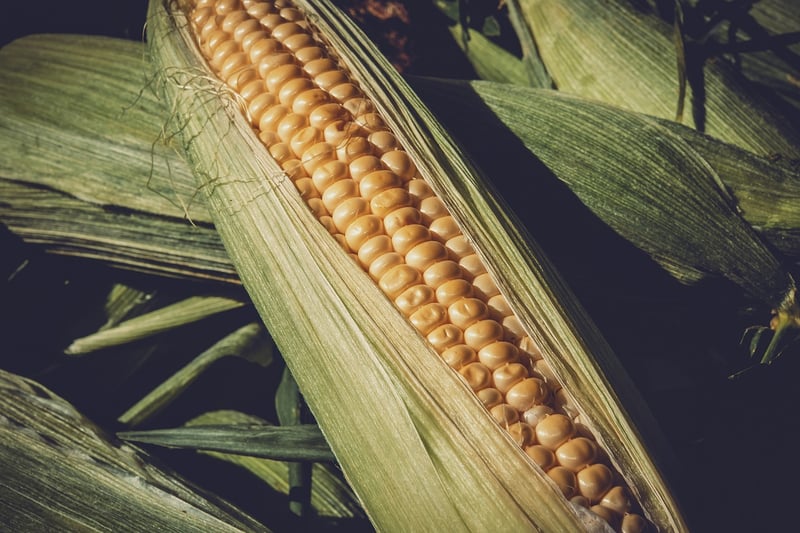 Grilled Corn on the Cob